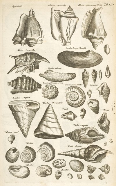タブ XI、さまざまな貝殻、「四足動物の自然史」のイラスト 作： Mattaus the Younger Merian