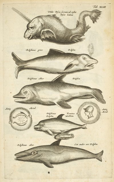 タブ 43、イルカ、「四足動物の自然史」のイラスト 作： Mattaus the Younger Merian