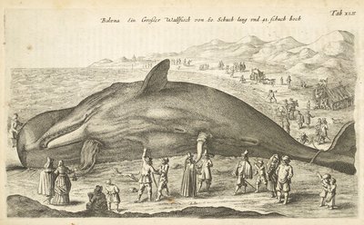 Tab XLII、クジラ、「Historiænaturalus de quadrupetebus」のイラスト 作： Mattaus the Younger Merian