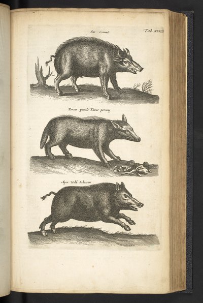 タブ 48、イノシシ、「Historiæ naturalus de quadrupetebus」のイラスト 作： Mattaus the Younger Merian