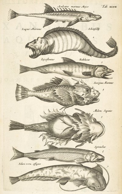 タブ 47、魚種、「四足動物の自然史」のイラスト 作： Mattaus the Younger Merian