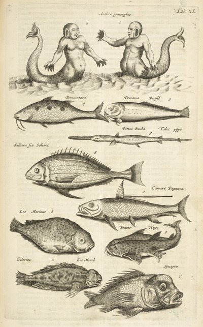 タブ 40、擬人化。 マーメイド; マーマン; 熱帯魚、「四足動物の自然史」よりイラスト 作： Mattaus the Younger Merian
