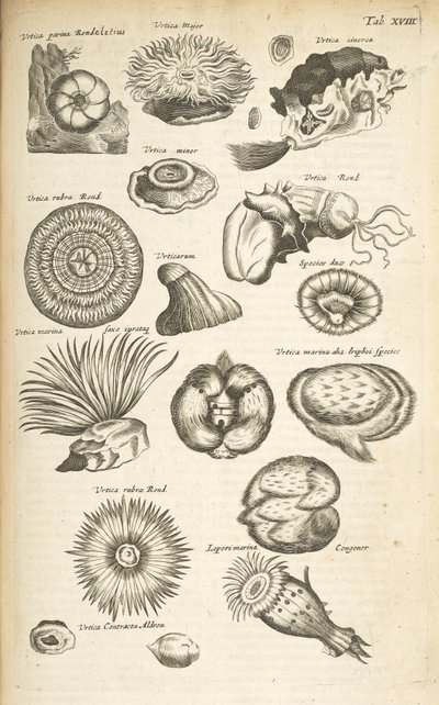 タブ XVIII、海洋生物、「四足動物の自然史」第 2 巻のイラスト 作： Mattaus the Younger Merian