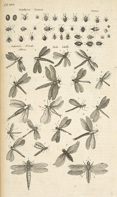 タブ XVII、トンボ、「四足動物の自然史」のイラスト 作： Mattaus the Younger Merian