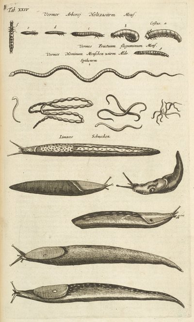 タブ XXIV、ナメクジとワーム、「四足動物の自然史」のイラスト 作： Mattaus the Younger Merian