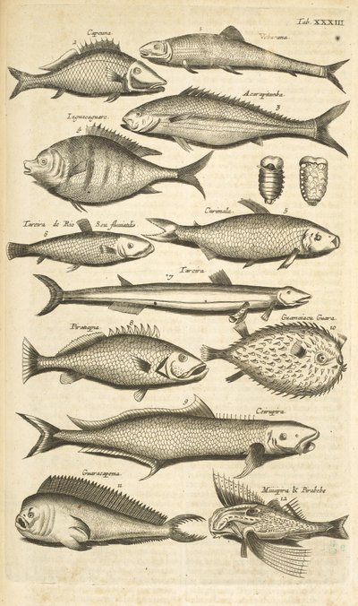 タブ。 33 とげのある魚 「四足動物の自然史」よりイラスト 作： Mattaus the Younger Merian