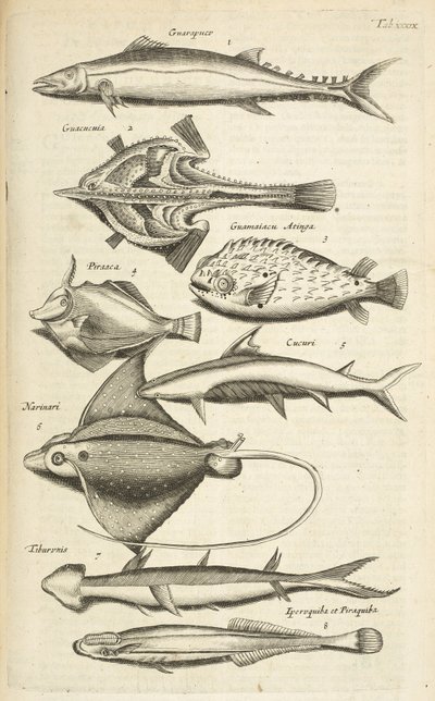 Tab XXXIX、魚種、「四足動物の自然史」からのイラスト 作： Mattaus the Younger Merian
