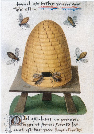  作： Matthaeus Platearius