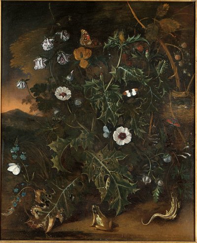 アザミ、キイチゴ、ポピー、その他の植物 作： Matthias Withoos