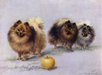 ミセスホールウォーカーズチャンピオンポメラニアンの3人 作： Maud Earl