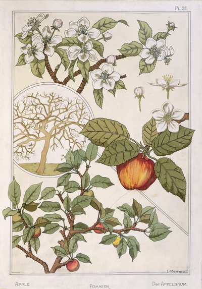 リンゴの木、果物と花、「百科事典植物園」から、1900年頃（カラーリソ） 作： Maurice Pillard Verneuil