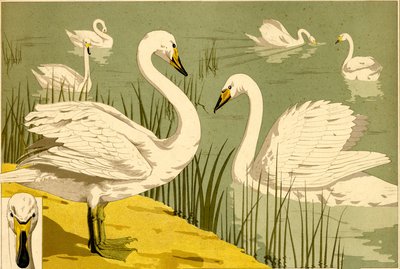 自然の装飾的モチーフとしての葦の中の白鳥（リトグラフ） 作： Maurice Pillard Verneuil