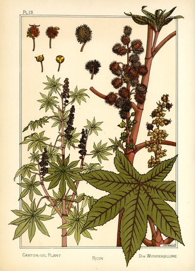 ヒマシ油植物（カラーリソ） 作： Maurice Pillard Verneuil