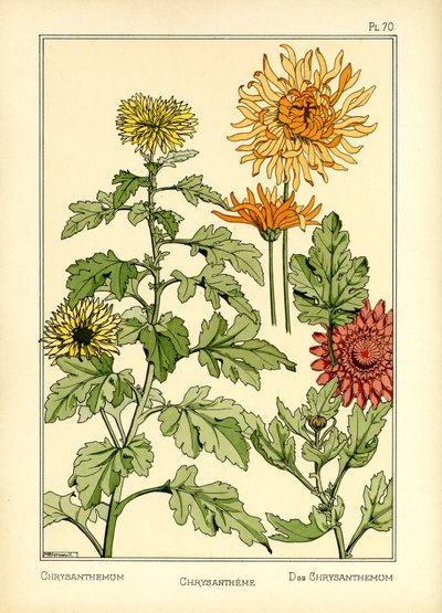 菊（カラーリソ） 作： Maurice Pillard Verneuil