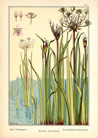 い草の開花（カラーリソ） 作： Maurice Pillard Verneuil