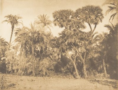1849-50年、ハマネのナツメヤシとドームの木。 作： Maxime Du Camp