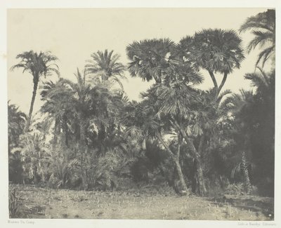 上エジプト、ナツメヤシとドウメヤシの木、184951年、印刷は1852年。 作： Maxime Du Camp