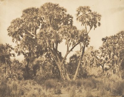 HamarnehのDoums palms、1849-50年。 作： Maxime Du Camp