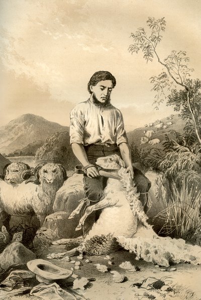 羊の毛刈り（1879年 作： McFarlane and Erskine