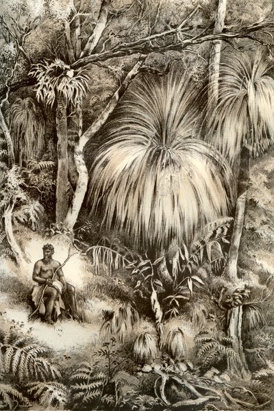 タスマニアの森の風景、1879年 作： McFarlane and Erskine