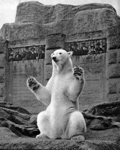 ロンドン動物園のマッピンテラスにいるシロクマ、1926年〜1927年 作： McLeish