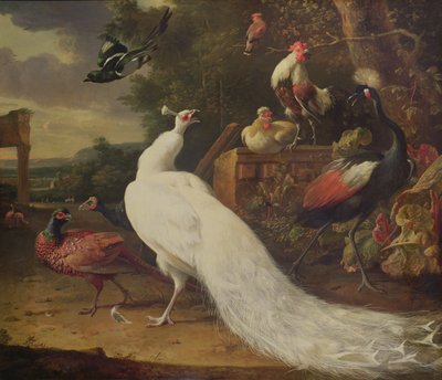 白孔雀 作： Melchior de Hondecoeter