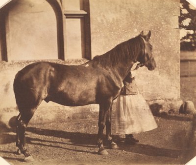 スルタン、1850年代半ば 作： Mervyn Herbert Nevil Story Maskelyne