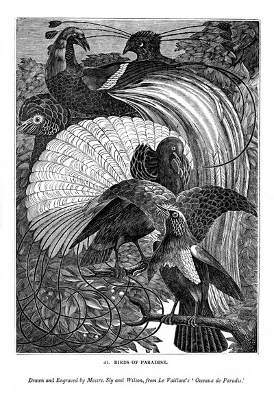 楽園の鳥、c1770-1820 1843 作： Messrs Sly and Wilson