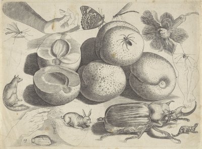 描画例の学習シート: 果物、動物、昆虫、手 作画例（連載タイトル） 作： Michael Snijders