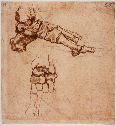 足の解剖学的研究 作： Michelangelo (after) Buonarroti
