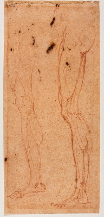 レッグスタディ 作： Michelangelo (after) Buonarroti