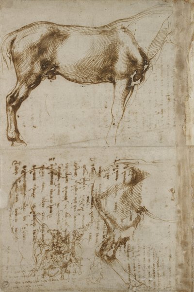 解剖学的馬の研究、1504 作： Michelangelo Buonarroti
