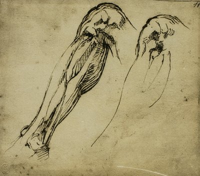 ミケランジェロが描いた脚の解剖学的研究。カーサブオナローティ（フィレンツェ） 作： Michelangelo Buonarroti