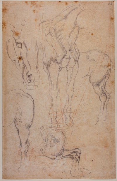 馬の解剖学的研究 作： Michelangelo Buonarroti