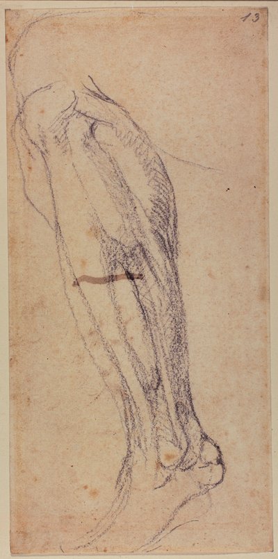 レッグスタディ 作： Michelangelo Buonarroti