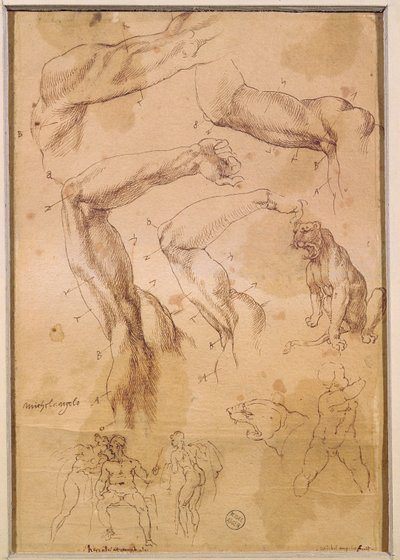 Ms H 184 fol.202育てられた腕、野生の猫および一群の人物の研究 作： Michelangelo Buonarroti