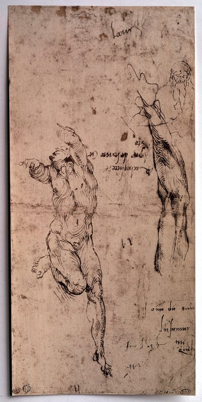 裸の男、腕の習作 ミケランジェロ・ブオナローティ（Michelangelo Buonarroti dit Michelangelo）によるドローイング（Michelangelo or Michel Ange 作： Michelangelo Buonarroti