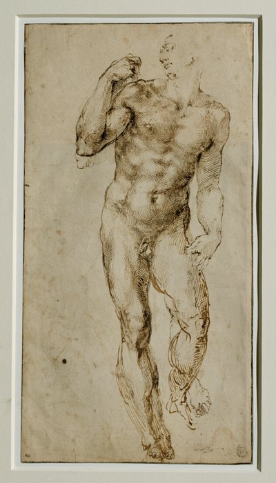 男性ヌード、正面、1502-1506年頃... 作： ミケランジェロ・ブオナローティ