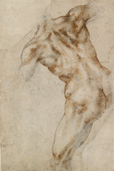 裸の男性の胴体、16 世紀初頭 作： Michelangelo Buonarroti