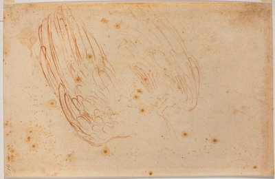 ワシのスケッチ 作： Michelangelo Buonarroti