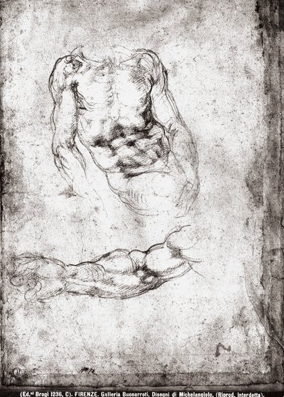 男性の胴体と腕の研究 作： Michelangelo Buonarroti