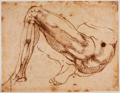 脚の研究 作： Michelangelo Buonarroti
