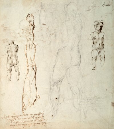 キリストの子供とノートの解剖図の研究（紙に黒いチョークと茶色のインク）（verso） 作： Michelangelo Buonarroti