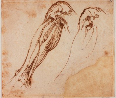 2つの脚の研究 作： Michelangelo Buonarroti