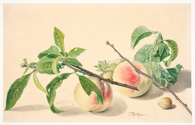 桃とヘーゼルナッツの静物画 作： Michiel Van Huysum