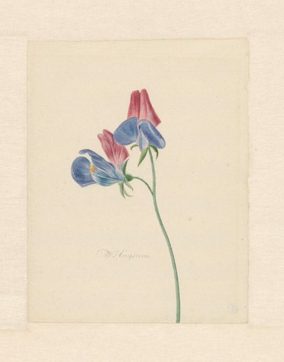 2 つの花の枝 作： Michiel Van Huysum
