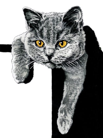 Flora The Kitten on White、2019 作： Mike Davis