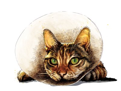 元気になる白地の猫、2020 作： Mike Davis