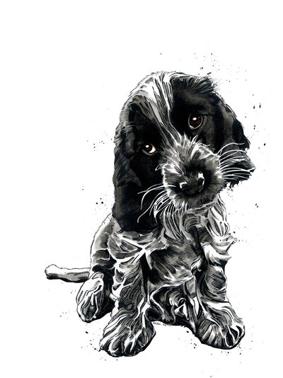 Rosie The Cocker Spaniel on White、2019 作： Mike Davis