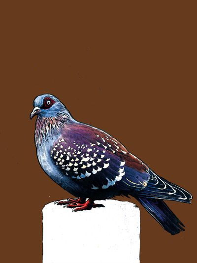 バーントオレンジの鳩、2020 作： Mike Davis